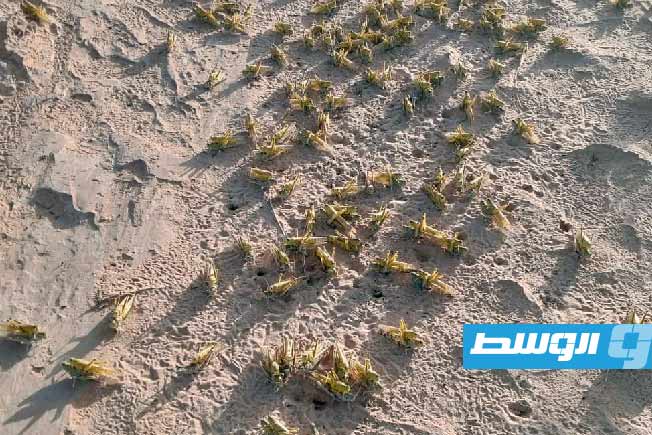 متى يزول خطر الجراد الصحراوي في الأراضي الليبية؟.. «فاو» تجيب