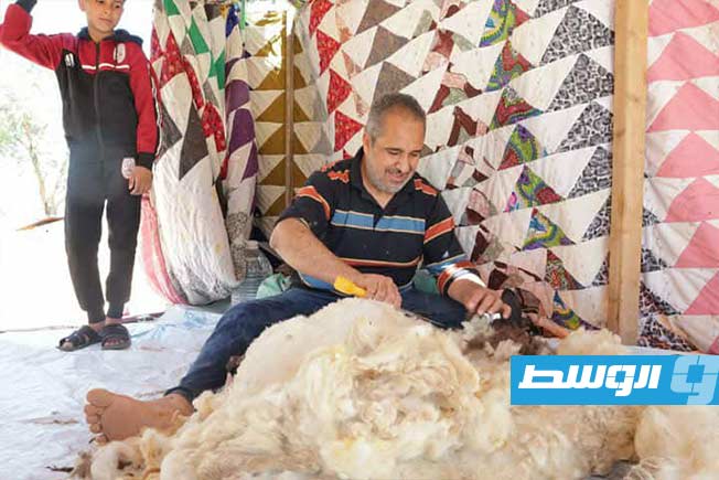 بدء موسم جز صوف الأغنام بضواحي سرت