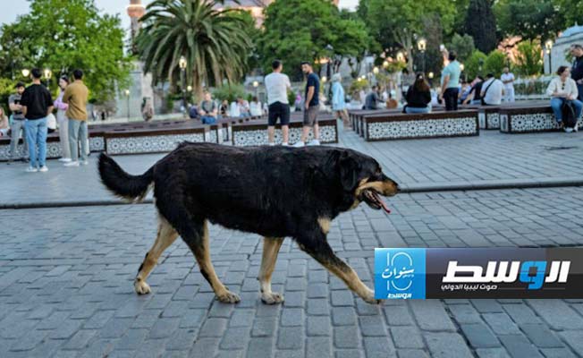 بريجيت باردو تنبه إردوغان لمشروع قانون لمكافحة الكلاب الضالة