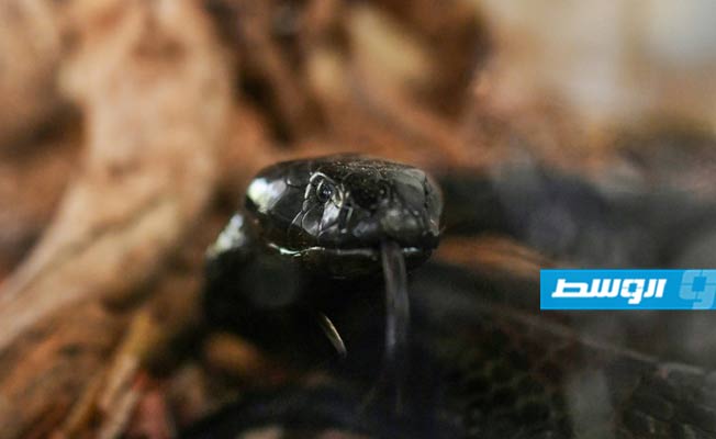الثعابين تمنع الرئيس من دخول مكتبه