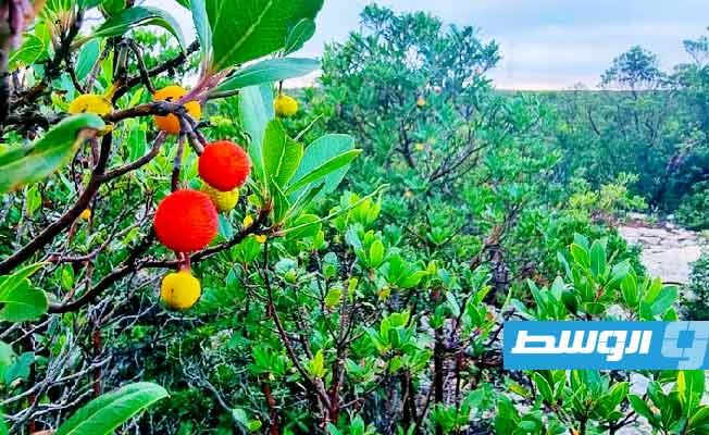 خبير بيئي: النباتات النادرة في الجبل الأخضر تواجه خطر الانقراض