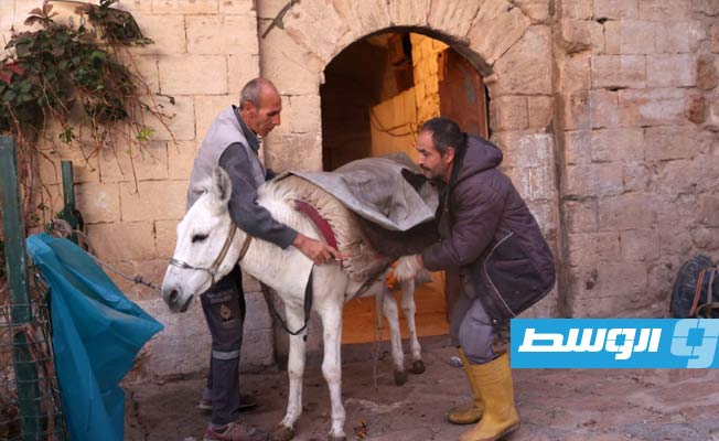 حمير تحب موسيقى بيتهوفن تحافظ على النظافة