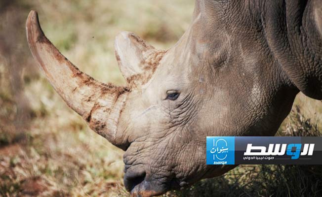 500 وحيد قرن ضحية الصيد الجائر العام 2023 في أفريقيا الجنوبية