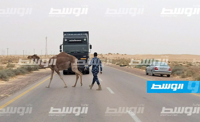 «الإبل الطليقة» خطر يلاحق سائقي السيارات على طريق أجدابيا - البريقة