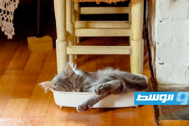 دراسة مثيرة للجدل... امتلاك القطط يضاعف مخاطر الإصابة بالفصام
