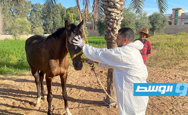 مركز الصحة الحيوانية يوقف موقتا سباقات وتجمعات وتوريدات الخيول