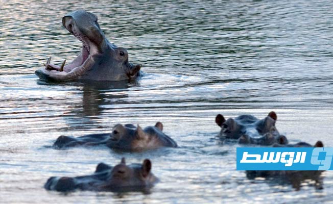محكمة تقر بشخصية معنوية لأفراس نهر بابلو إسكوبار