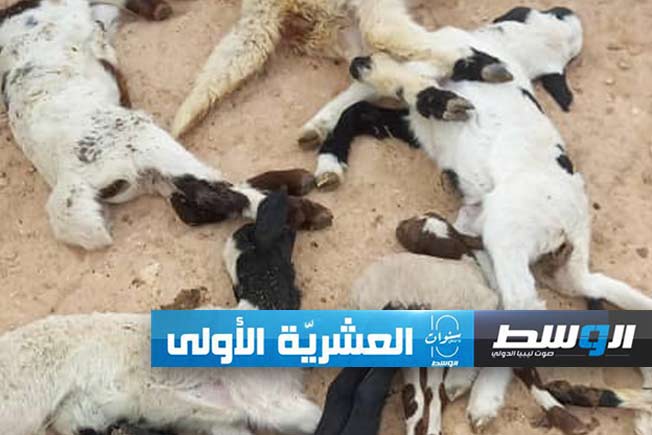 شكوى من نقص لقاحات الجلد العقدي والحمى القلاعية في الجبل الأخضر
