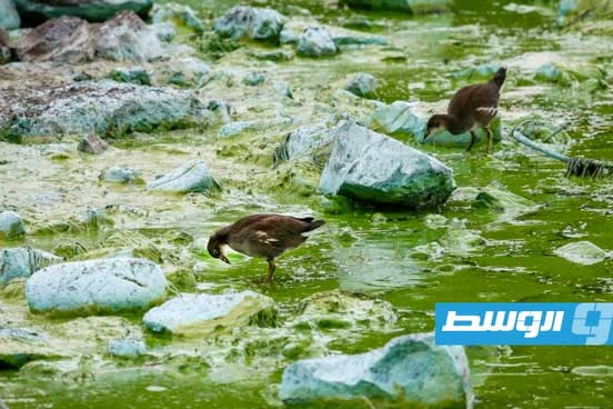 الطحالب السامة تفتك بأكبر بحيرة في المملكة المتحدة