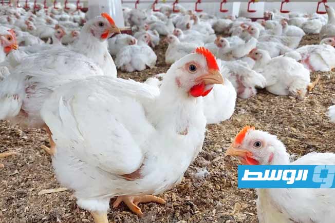 ارتفاع أسعار الدجاج والبيض بالمنطقة الوسطى