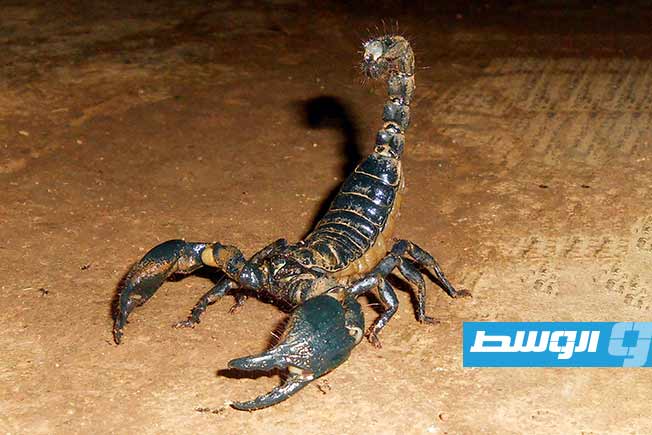 70 إصابة بلدغات العقارب في الكفرة
