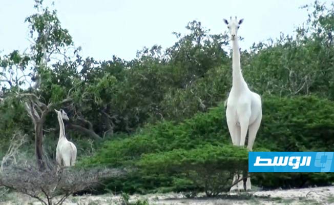 قتل الزرافة البيضاء الوحيدة في كينيا