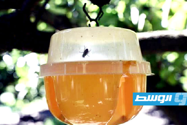 تعقيم الذباب يحمي محاصيل الفاكهة في اليونان