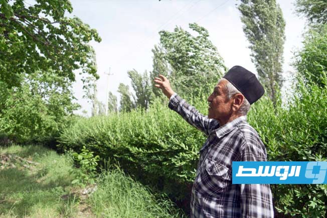 التغير المناخي يهدد زراعة المشمش في طاجيكستان