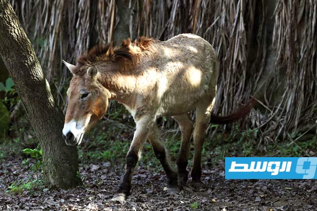 حديقة حيوان تايبيه تحتفل بعام الحصان بعرض «خيول برزوالسكي»