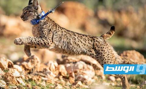 بعد إطلاقها بصورة «غير قانونية».. إعادة 2 من حيوان الوشق في اسكتلندا