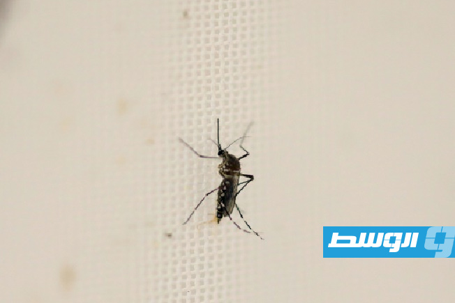 الحيوانات المنوية «السامة» لبعوض معدل وراثياً تساعد في مكافحة أمراض المناطق الاستوائية