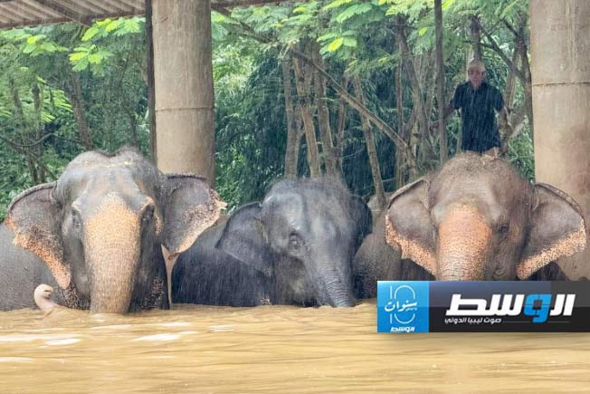 إنقاذ نحو مئة فيل من فيضانات حاصرتها في تايلاند