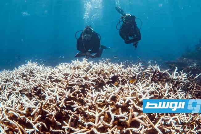 الحرّ «يحرق» الشعاب المرجانية في غرب أستراليا
