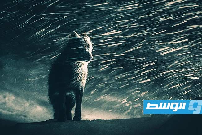 إعلان أسماء الفائزين بـ«أوسكار التصوير الفوتوغرافي» للعام 2026
