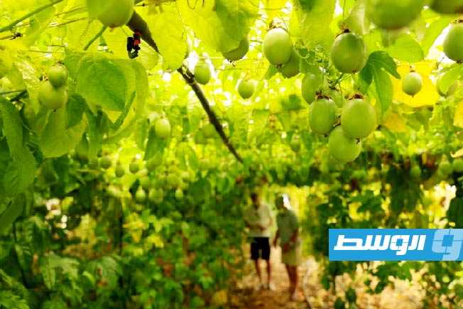 زرع أنواع استوائية من الفاكهة في ألبانيا لمحاولة التكيف مع التغير المناخي