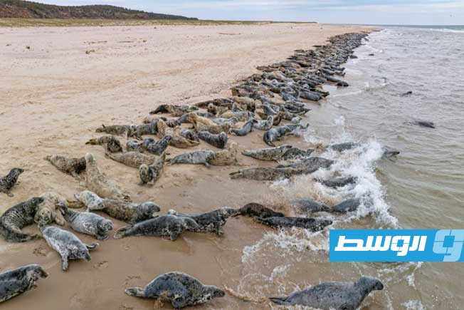 ارتفاع صادم في الأنواع المهددة بالانقراض بسبب التغيّر المناخي