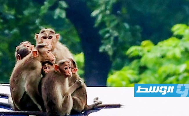 دراسة جديدة تعيد النقاش حول أخلاقيات التجارب على الحيوانات