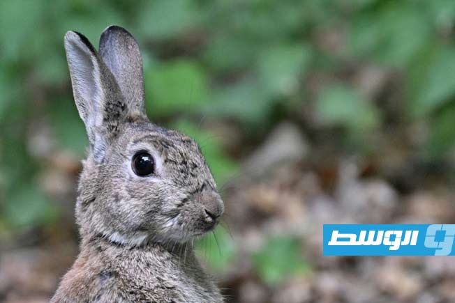 فتح التبرع بالأرانب والدجاج لإطعام الحيوانات المفترسة في الدنمارك