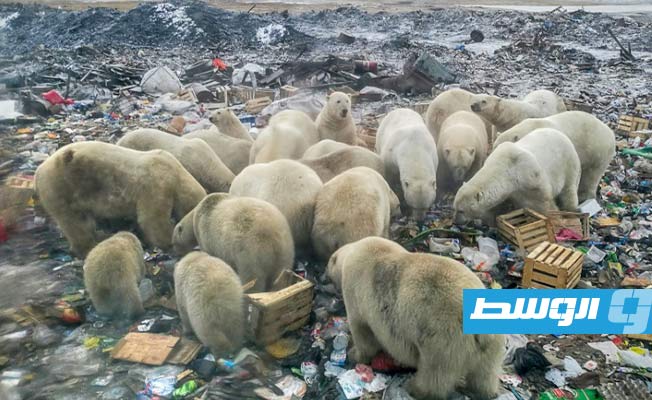خطر يهدد الدببة القطبية من مخلفات طعام البشر