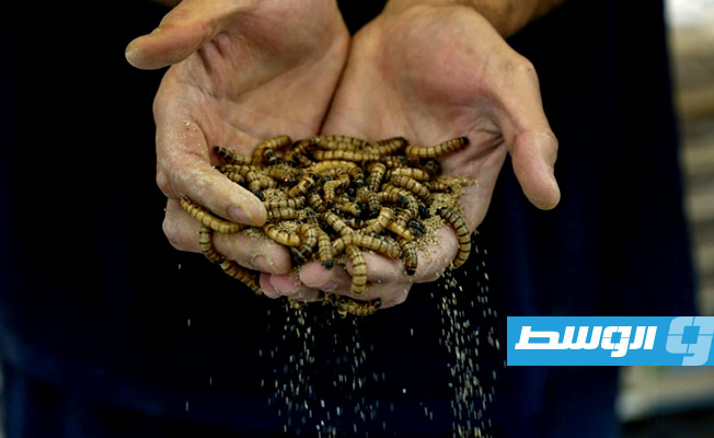 هل تجد «الديدان الخارقة» مكانا على المائدة الخليجية؟