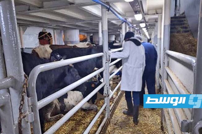 حكومة حماد: وصول شحنة أبقار حلوب لمشروع غوط السلطان