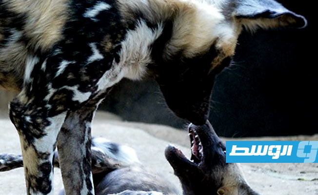 أوغندا.. ظهور كلاب يعتقد أنها منقرضة منذ 40 سنة