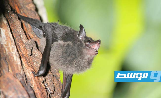 صفة تجمع الخفافيش والأطفال الرضع.. ما هي؟
