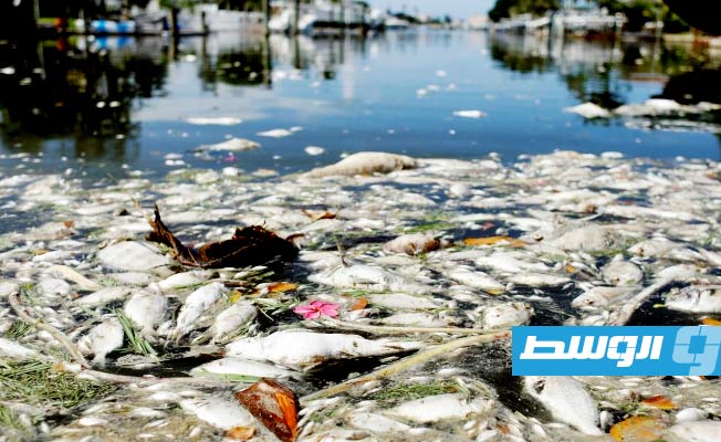 الطحالب الضارة «تسمم» عطلة الربيع في فلوريدا