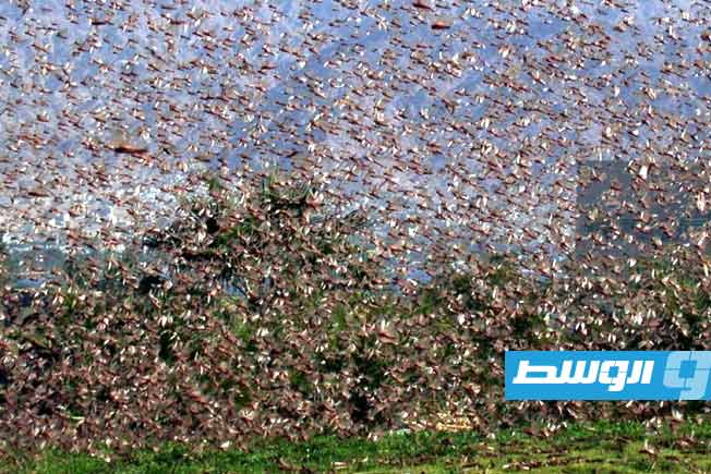 مجددًا وبكثافة.. «أسراب الجراد» تهدد محاصيل جنوب ليبيا