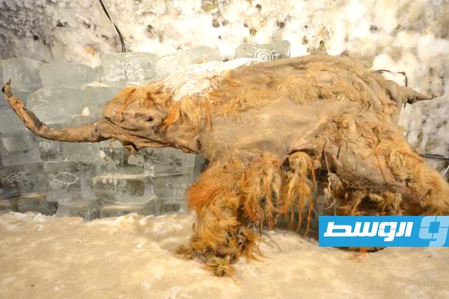 استخراج أقدم حمض نووي «ريبوزي» على الإطلاق من ماموث مجمّد