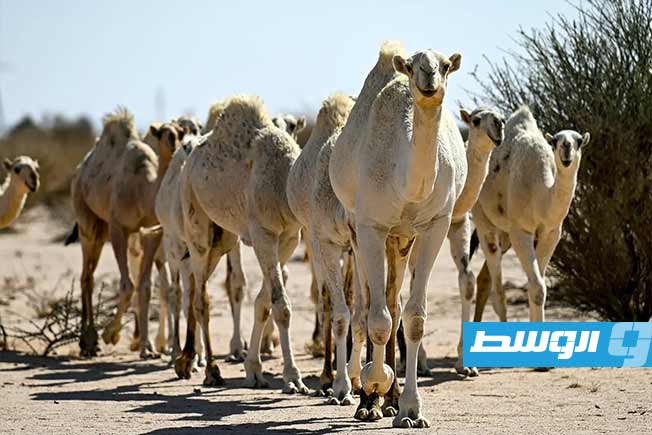 «الشديد».. رحلة موسمية تقود الإبل إلى مواقع الرعي