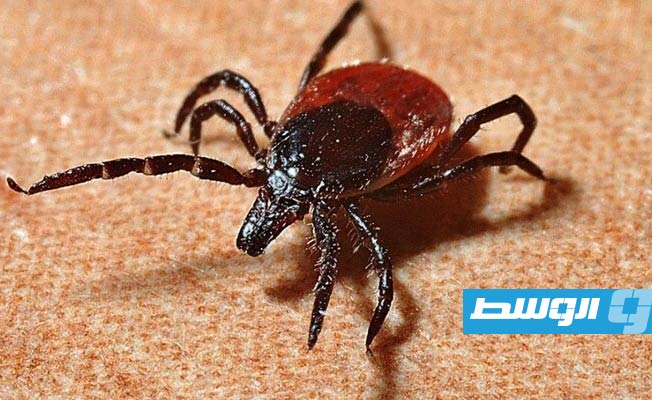 «قراد الغزلان» يهدد بجائحة جديدة