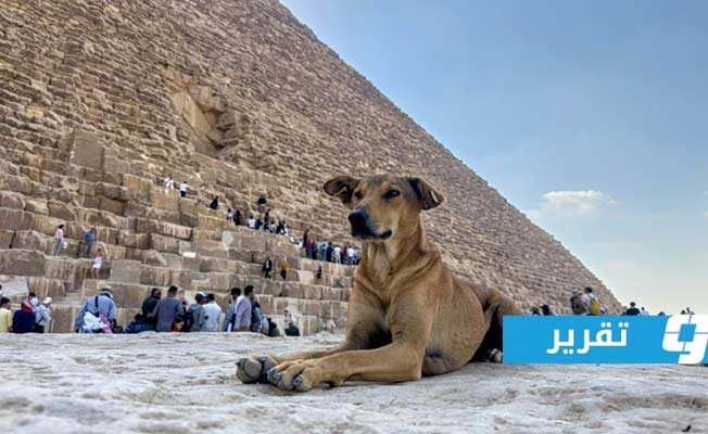 «أبولّو» الأهرامات وابنته «أنوبي» يخطفان اهتمام سياح العالم