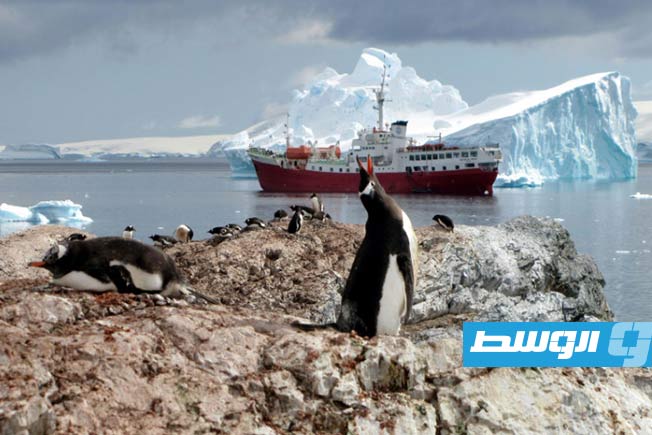 انخفاض «أسرع من المتوقع» لأعداد طيور البطريق الإمبراطوري بفعل الاحترار المناخي
