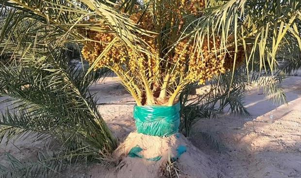 «إيدز النخيل» يهدد هون.. ومزارعون يحذرون من «خطر كبير»