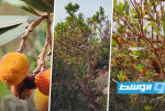 خبير يحذر من خطورة التغير المناخي على شجرة الشماري في الجبل الأخضر