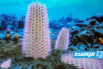 أحافير صينية تحلّ لغزاً عمره نصف مليار عام