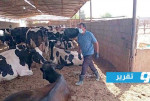 «الحمى القلاعية» تهدد الثروة الحيوانية في ليبيا.. ما هي خطة الحكومة في تطويق انتشار الفيروس؟