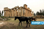 علماء آثار يواجهون نقص الإمكانات لحماية موقعي قورينيا وأبولونيا في ليبيا