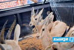 ضمن مبادرة «حماية الحياة البرية».. إطلاق 28 غزالًا في بني وليد
