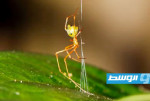 بالفيديو: «العنكبوت المنجنيق» يصطاد فريسته بسرعة تصل إلى 140 ضعف قوة الجاذبية الأرضية