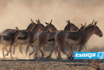 السعودية تسجل ولادة أحد أندر الحيوانات في العالم للمرة الأولى منذ أكثر من 100 عام