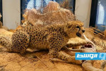 «منظمة البراري» تؤكد اختفاء الفهد الصحراوي من ليبيا