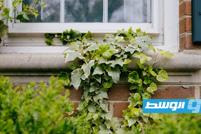 منها «شجرة الجنة» والكرز.. أشجار تضر بمنزلك تجنب زراعتها
